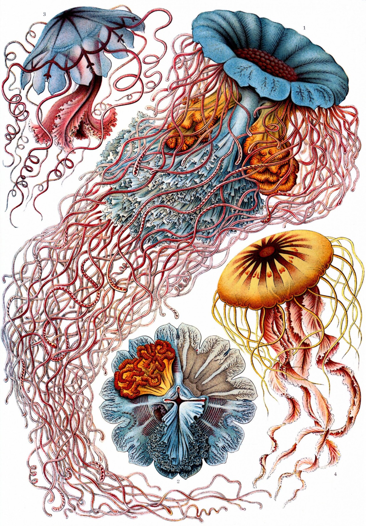 The art and Science of Ernst Haeckel